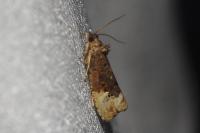 Hedya nubiferana