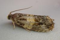 Celypha aurofasciana