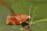 Pandemis cinnamomeana