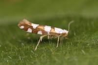Argyresthia brockeella