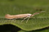 Coleophora wockeella