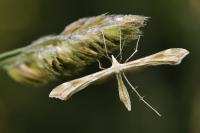 Gillmeria pallidactyla