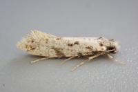 Nemapogon inconditellus