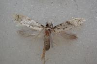 Nemapogon inconditellus