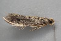 Niditinea striolella