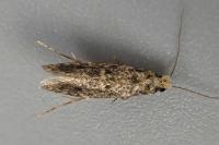 Niditinea striolella