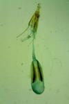 Niditinea striolella