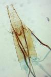 Niditinea striolella