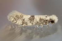Infurcitinea atrifasciella