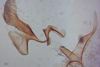 Infurcitinea atrifasciella