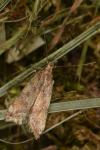 Brachmia blandella