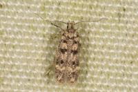 Bryotropha