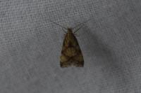 Brachmia blandella