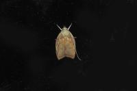 Carcina quercana