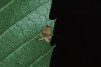 Epagoge grotiana