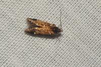 Argolamprotes micella