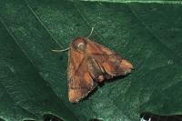 Apoda limacodes