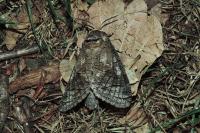 Cossus cossus