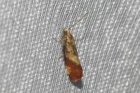 Epinotia cruciana