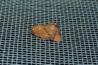 Apoda limacodes