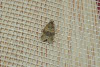 Epagoge grotiana
