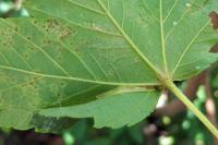 Phyllonorycter geniculella