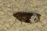 Apotomis capreana