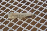 Elachista argentella