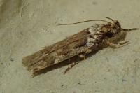 Teleiopsis diffinis