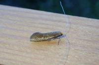 Nematopogon adansoniella