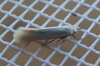 Elachista argentella