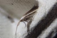 Coleophora