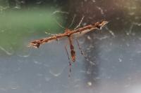 Amblyptilia acanthadactyla