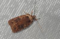 Agonopterix ciliella/heracliana