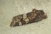 Argyrotaenia ljungiana