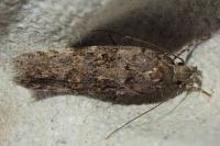 Teleiopsis diffinis