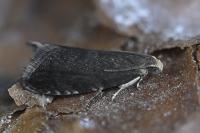 Strophedra weirana