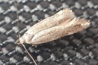 Aproaerema anthyllidella