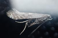 Parornix torquillella