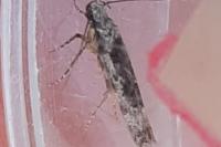 Carpatolechia decorella