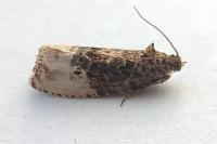 Hedya nubiferana