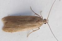 Acompsia cinerella