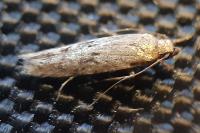 Carpatolechia decorella