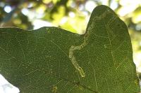 Stigmella aceris