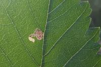 Stigmella viscerella