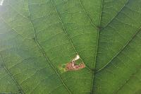 Stigmella tiliae