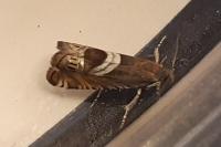 Grapholita jungiella