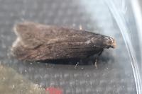 Filatima spurcella