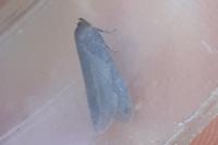 Blastobasis phycidella