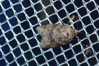 Cnephasia